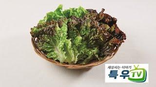 ‍#특우의 세상사는 이야기 - 상추 제작 : #특우TV