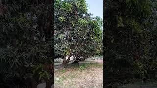 Our small farm