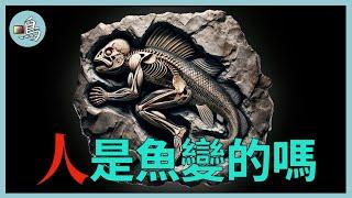 人類是魚變的嗎？為什麼從來沒有發現「魚人」化石？l 老鳴TV