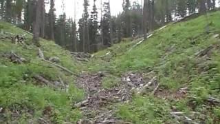 Logging on the Flathead National Forest