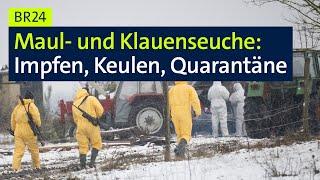 Maul- und Klauenseuche: Impfen, Keulen, Quarantäne | BR24