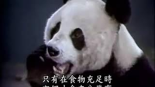 Chinese panda 熊猫纪录片 【捡到野生大熊猫之后】感动TAT超清版 0003