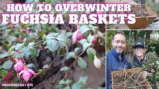  How to Overwinter Fuchsia Baskets  #fuchsia #overwintering