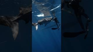 Alone With Tiger Sharks #shark #sharks #tigershark #sharkdiving : davidrstudios