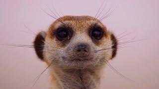 Meerkat Pups Get Left Behind | Dynasties II | BBC Earth