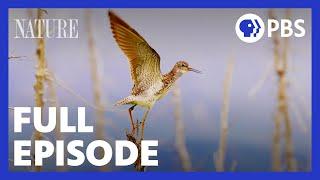 Flyways | Full Episode | NATURE | PBS