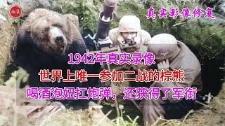 【历史影像】 1942年真实录像，唯一参加过二战的棕熊与士兵训练，曾获下士军衔