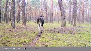 ЗВЕРИ НА ЛЕСНОЙ ТРОПЕ. ВИДЕО С ФОТОЛОВУШКИ /Camera trap video wildlife