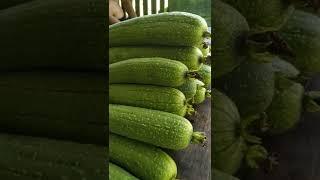 Newly Harvested Organic Sponge Gourd #shorts