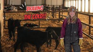 Surviving -12 Degrees on the Farm – Calf Chores in Brutal Cold