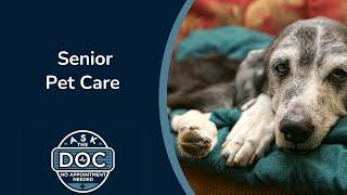 Senior Pet Health: Common Issues & How to Help | Ask the Doc