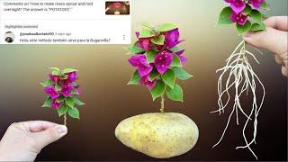 I did bougainvillea propagation as requested by the audience. And here is the result.