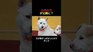 お寺の犬が父親に？その意外な展開とは！