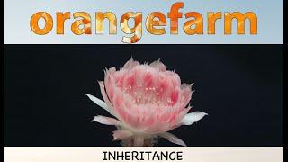 ORANGEFARM-Inheritance[2023]