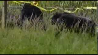 Happy Bananaversary - Save the Chimps