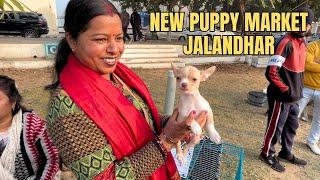 PUPPY MARKET IN INDIA WITH LATEST PRICE  | WHOLESALE DOG MARKET PUNJAB 2024