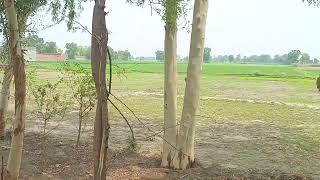 20 Acar land for sale near kasur Lhr 80 lakh ac #realestate #video #reels #shorts #viralvideo #land