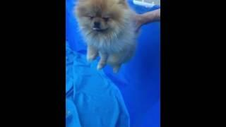 Cutest pomeranian swimming