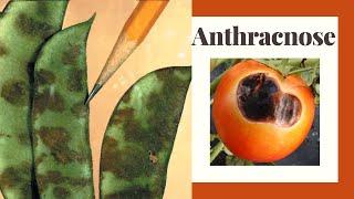 Anthracnose: Organic Prevention and Controls