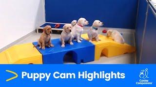 2023 Puppy Cam Highlights | Canine Companions