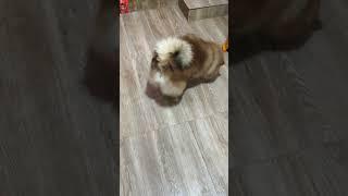 বুবু দরজা খুলে পটি করে️#dog #doglover #youtubeshorts #trending #shorts #short #viralvideo #funny