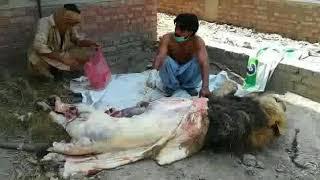 Lion death in Vehari zoo