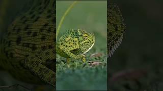 Wildlife Melodies: Nature's Creatures in Sync #wildlife #shorts #ytshorts #trending #music