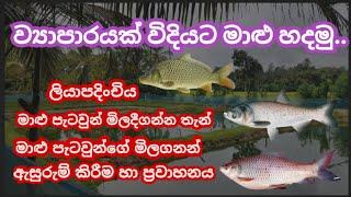 How to start a fish farming business in Sri Lanka