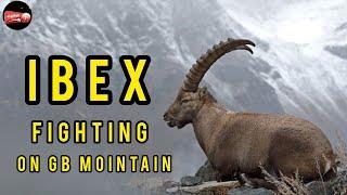 Snow leopard and Ibex baby game on the mountains of Gilgit Baltistan | #gilgitbaltistan #mountains