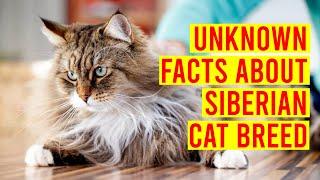 Siberian Cat Breed; 10 Facts You Need To Know Before Buying One/ All Cats