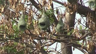 Baya Weaver Nest | Weaver Nest Video