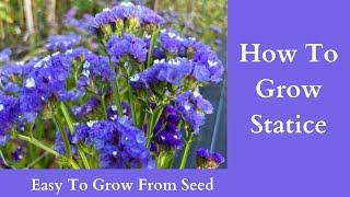 How To Grow Statice | Easy To Grow From Seed