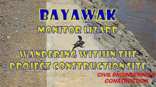 Bayawak | Monitor Lizard Wandering Within The Project Site | Civil Engineering & Construction