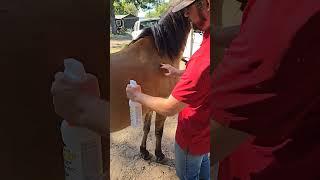 Fly spray desensitization for a horse there. That doesn't like the sound.I'm a spray bottle