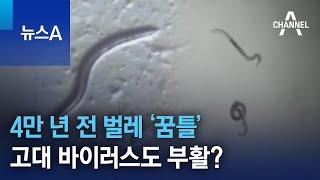 4만 년 전 벌레 ‘꿈틀’…고대 바이러스도 부활? | 뉴스A