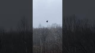 Snow and an Eagle today! Buckeye Land Sales-Ohio Land for Sale-acres, cabins, homes, farms, hunting