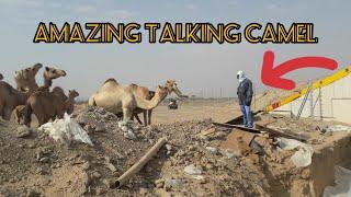 CAMEL EATING PAPER/#JAYSONABEJAR# Jayson Vlogs