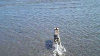 Monty The Miniature Schnoodle Playing Fetch At The Beach