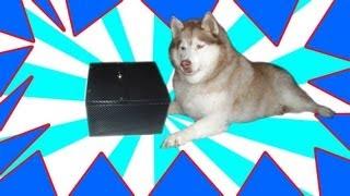 Useless Box featuring cute siberian husky