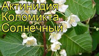 Актинидия коломикта Солнечный. Краткий обзор, описание характеристик actinidia kolomikta