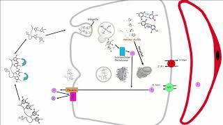 Thyroid Part 2 - Thyroid Hormone Synthesis