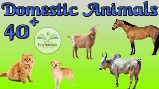 Domestic animal names in english