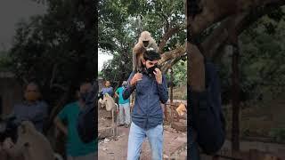 Nandan kanan zoo odisha | funny langoor climb my shoulders 