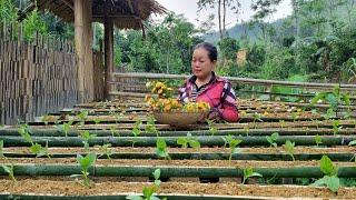 Technique growing vegetables in bamboo tubes, Building free farm | Lý Thị Phương