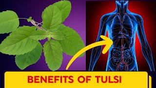 Miraculous Health Benefits of Tulsi (Holy Basil)