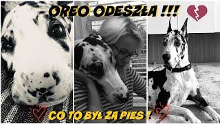 OREO ODESZŁA! CO TO BYŁ ZA PIES! ZOSTANIE NA ZAWSZE W NASZY SERCACH!