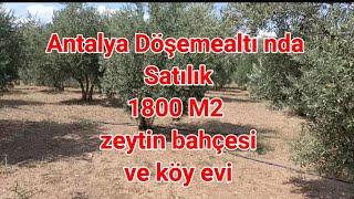 Antalya Döşemealtı nda satılık zeytin bahçesi ve köy evi