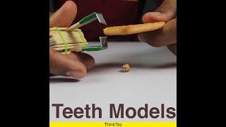 Teeth Models | ThinkTac | #YouTubeShorts #Shorts #DIYScience #DIY