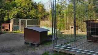 THOMPSON'S KENNEL MAN AMONG BOY'S