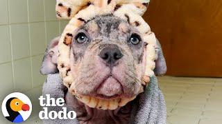 Everyone Thought This Dog Was A Puppy | The Dodo